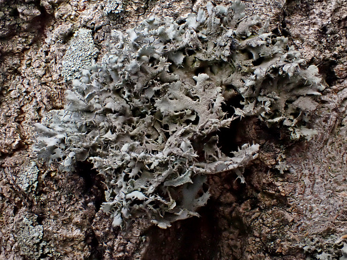 Anaptychia ciliaris Anaptychia ciliaris