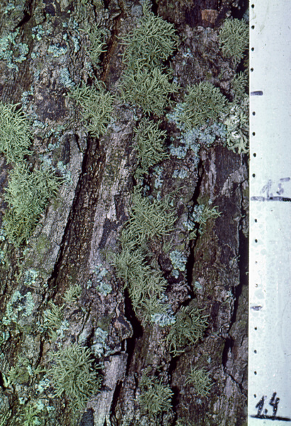 Usnea_spec_scan Usnea_spec_scan
