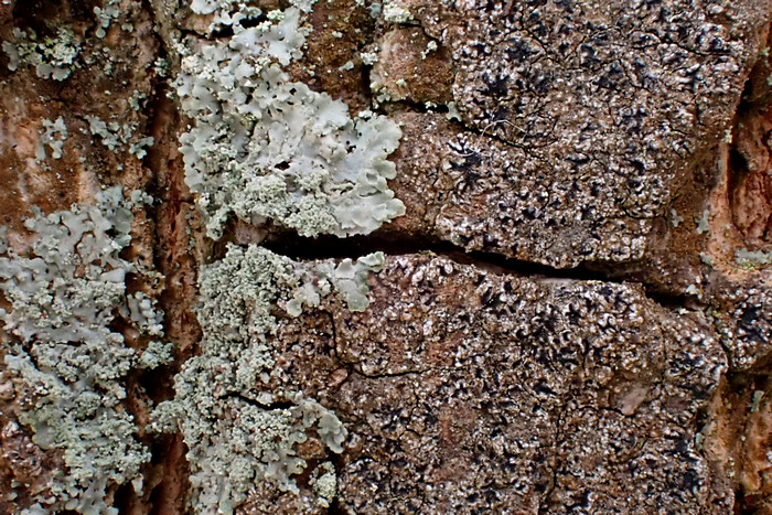 Hyperphyscia adglutinata u. Pseudoschismatomma rufescens Hyperphyscia adglutinata u. Pseudoschismatomma rufescens