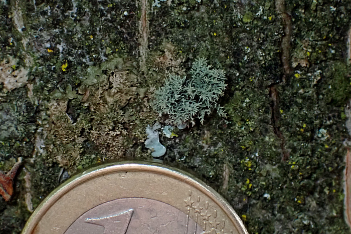 Usnea hirta Usnea hirta