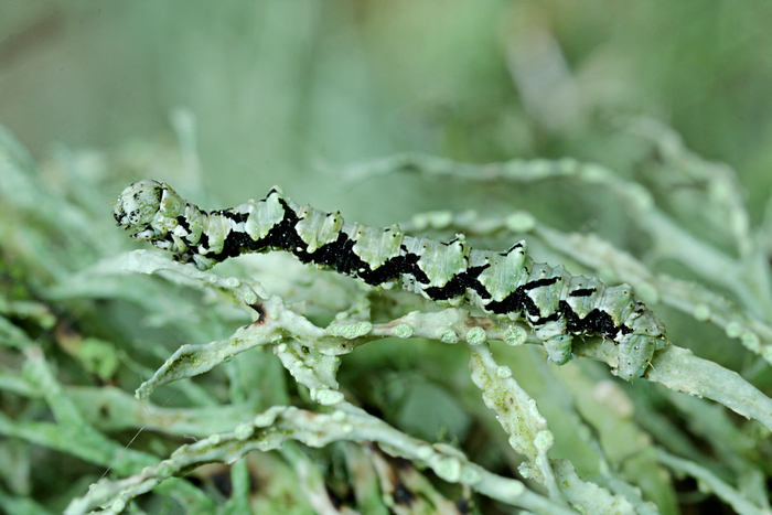 Raupe
des Grünen Flechten-Rindenspanners Raupe des Grünen Flechten-Rindenspanners