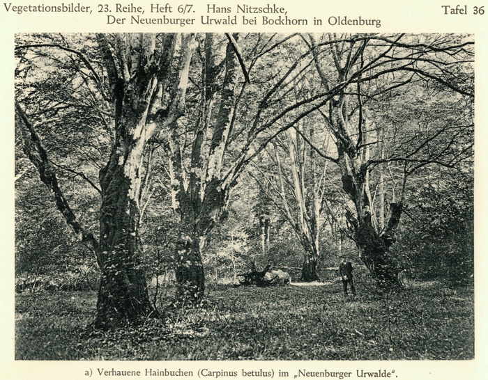 Nitzschke 1932 Neuenburger Urwald Nitzschke 1932 Neuenburger Urwald