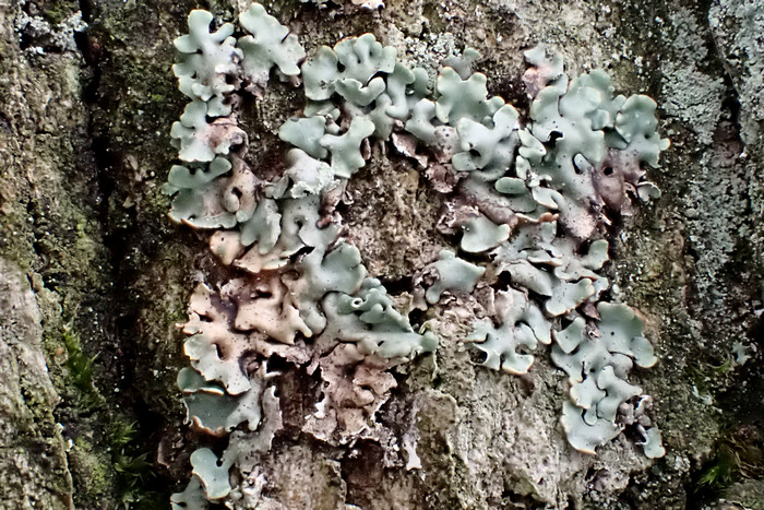 Gewöhnliche Blasenflechte Gewöhnliche Blasenflechte