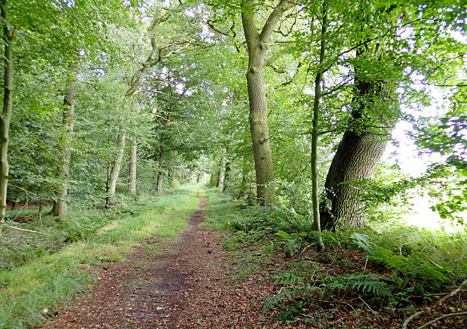 Am Forst Oldehave Am Forst Oldehave