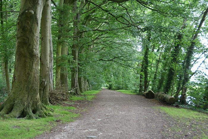 Berumerfehner Wald Berumerfehner Wald
