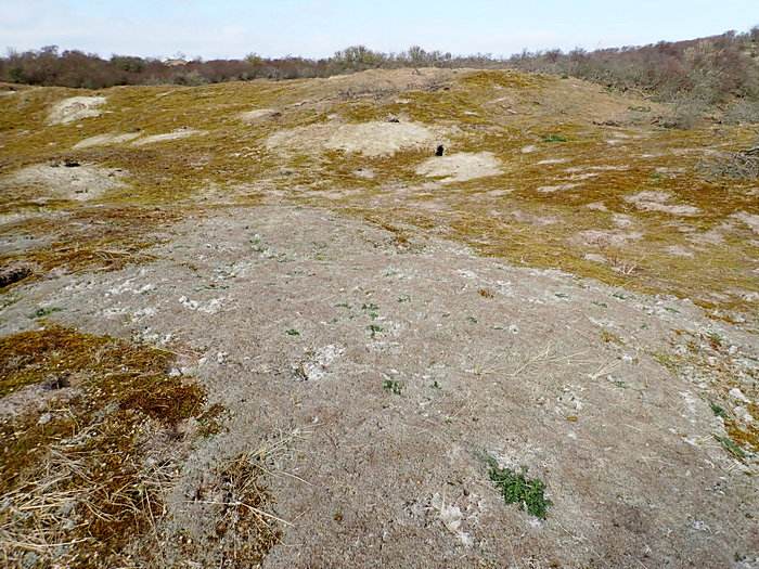 Dünenvegetation auf der Insel Borkum Dünenvegetation auf der Insel Borkum