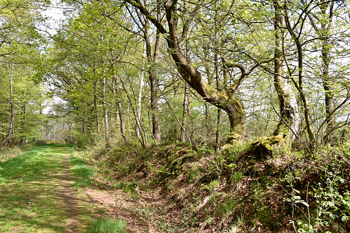 Wallhecke am Rand des Landschaftsschutzgebiets Stiekelkamp Landkreis Leer Wallhecke am Rand des Landschaftsschutzgebiets Stiekelkamp Landkreis Leer