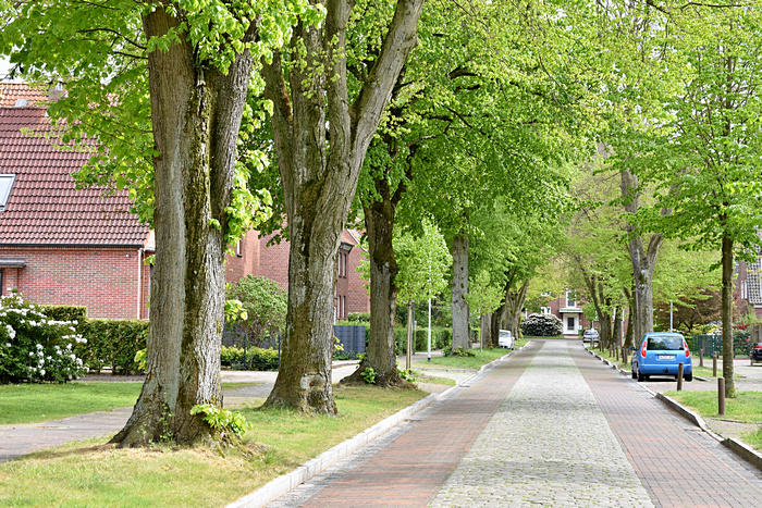 Linden an der Wohnstraße "Auf der Lübsche" in Leer Linden an der Wohnstraße "Auf der Lübsche" in Leer