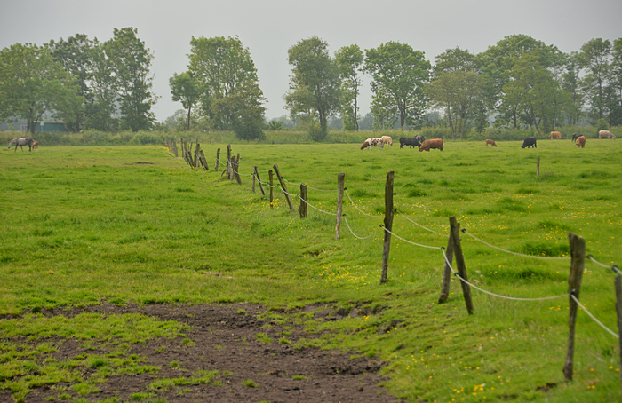 Alter Weidezaun mit Holzpfählen im Dauergründland Alter Weidezaun mit Holzpfählen im Dauergründland