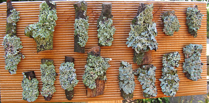 Flechtenexpositionstafel Flechtenexpositionstafel