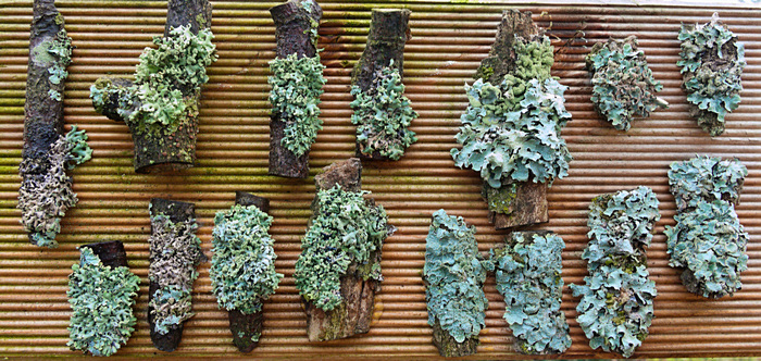Flechtenexpositionstafel Flechtenexpositionstafel