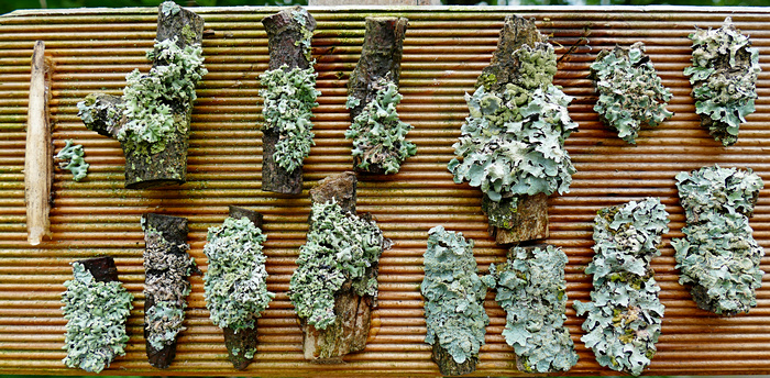 Flechtenexpositionstafel Flechtenexpositionstafel