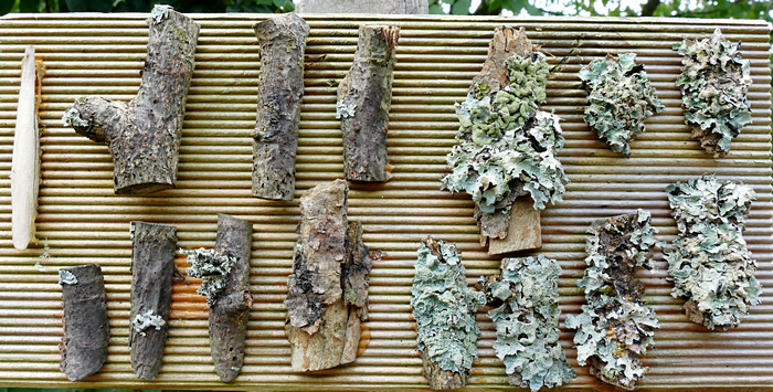 Flechtenexpositionstafel Flechtenexpositionstafel