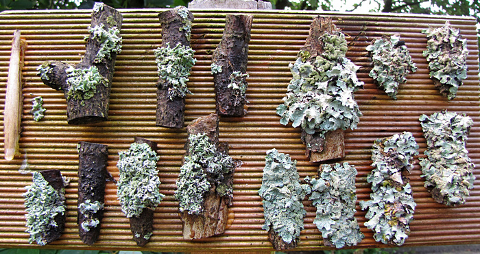 Flechtenexpositionstafel Flechtenexpositionstafel