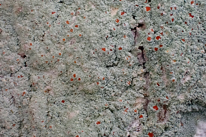 Hellgraues Blutauge Hellgraues Blutauge
