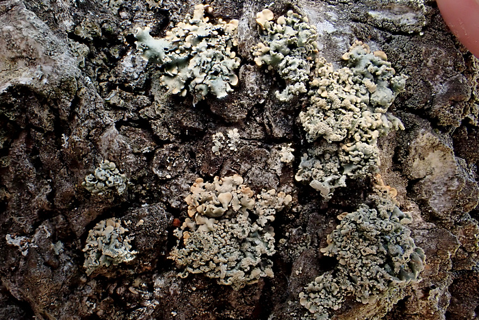 Gewöhnlichen Blasenflechte Gewöhnlichen Blasenflechte