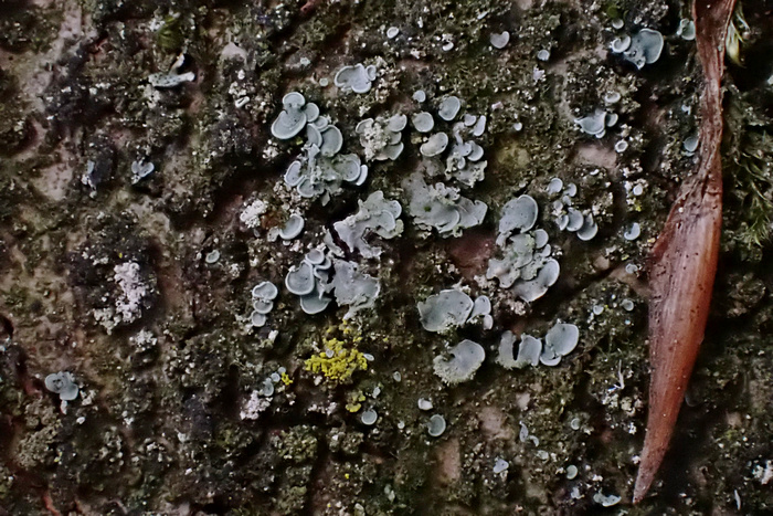 Normandina pulchella Normandina pulchella