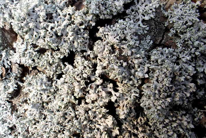 Helm-Schwielenflechte Helm-Schwielenflechte
