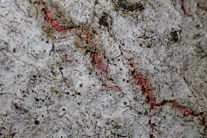 Strangospora deplanata Strangospora deplanata