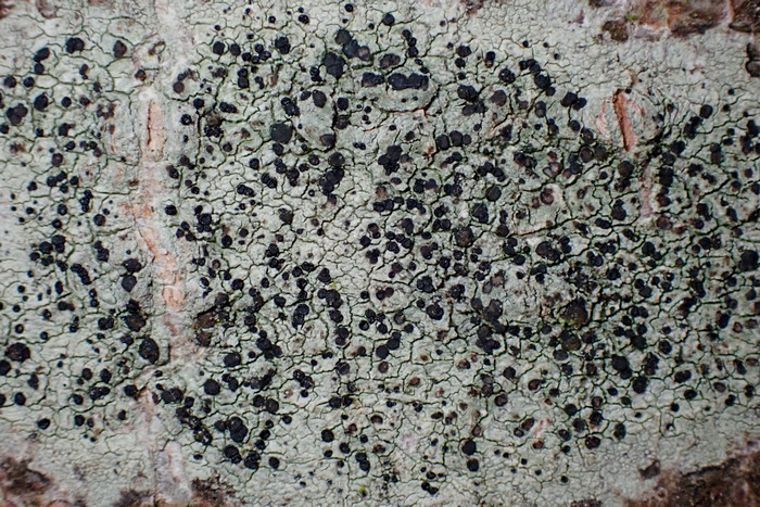 Olivgrüne Schwarznapfflechte Olivgrüne Schwarznapfflechte