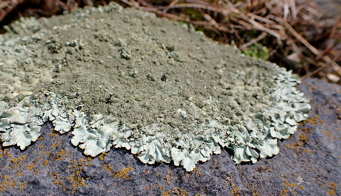 Gesprenkelte Felsschüsselflechte Gesprenkelte Felsschüsselflechte