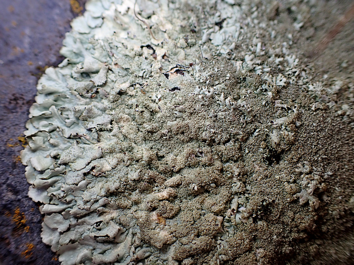 Xanthoparmelia conspersa Xanthoparmelia conspersa