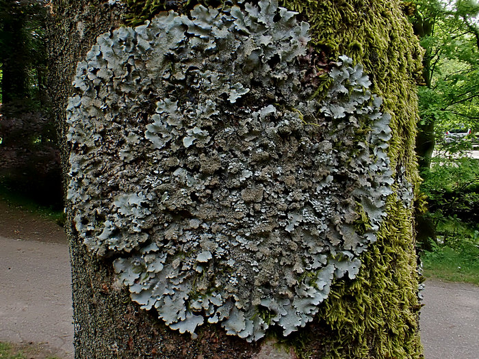 Felsen-Schüsselflechte Felsen-Schüsselflechte
