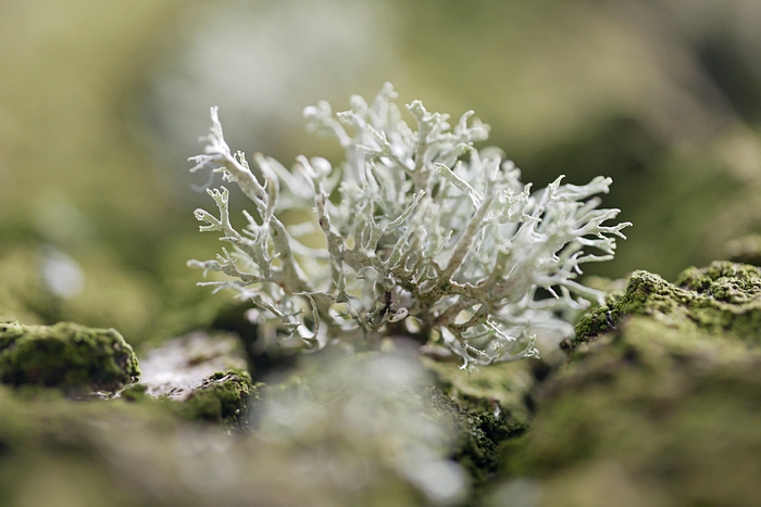 Ramalina farinacea Ramalina farinacea